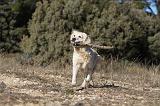 GOLDEN RETRIEVER 599